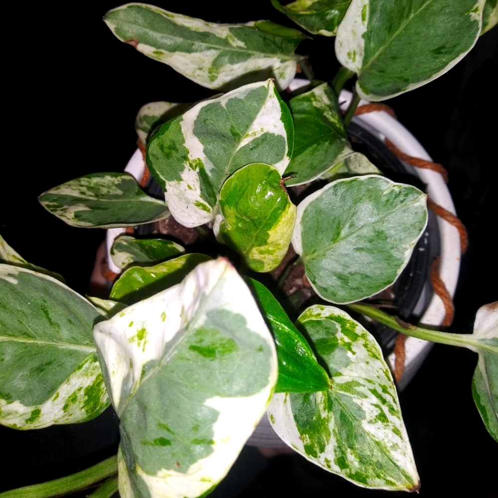 Pearls & Jade Pothos